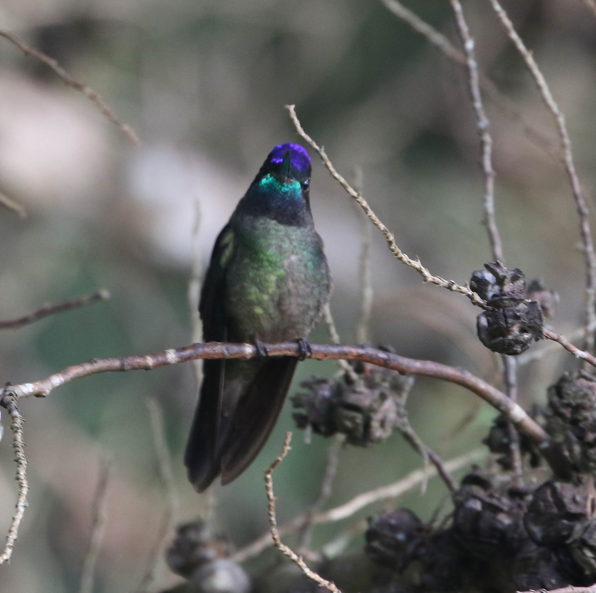 Talamanca Hummingbird - ML617498213