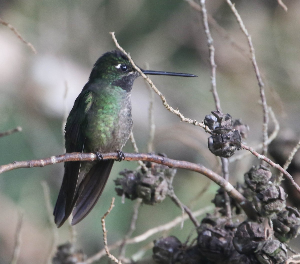 Talamanca Hummingbird - ML617498214