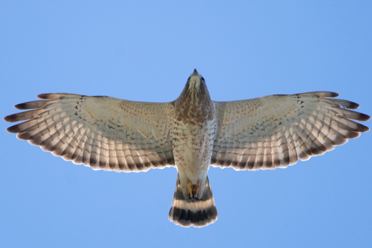 Broad-winged Hawk - ML617498217
