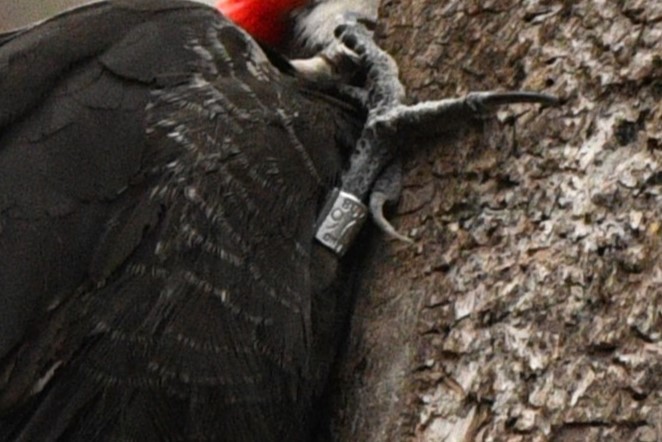 Pileated Woodpecker - ML617498222