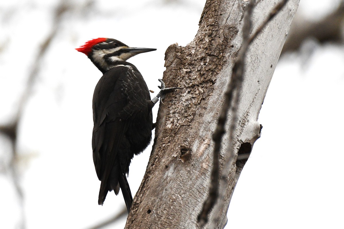 Pileated Woodpecker - ML617498223