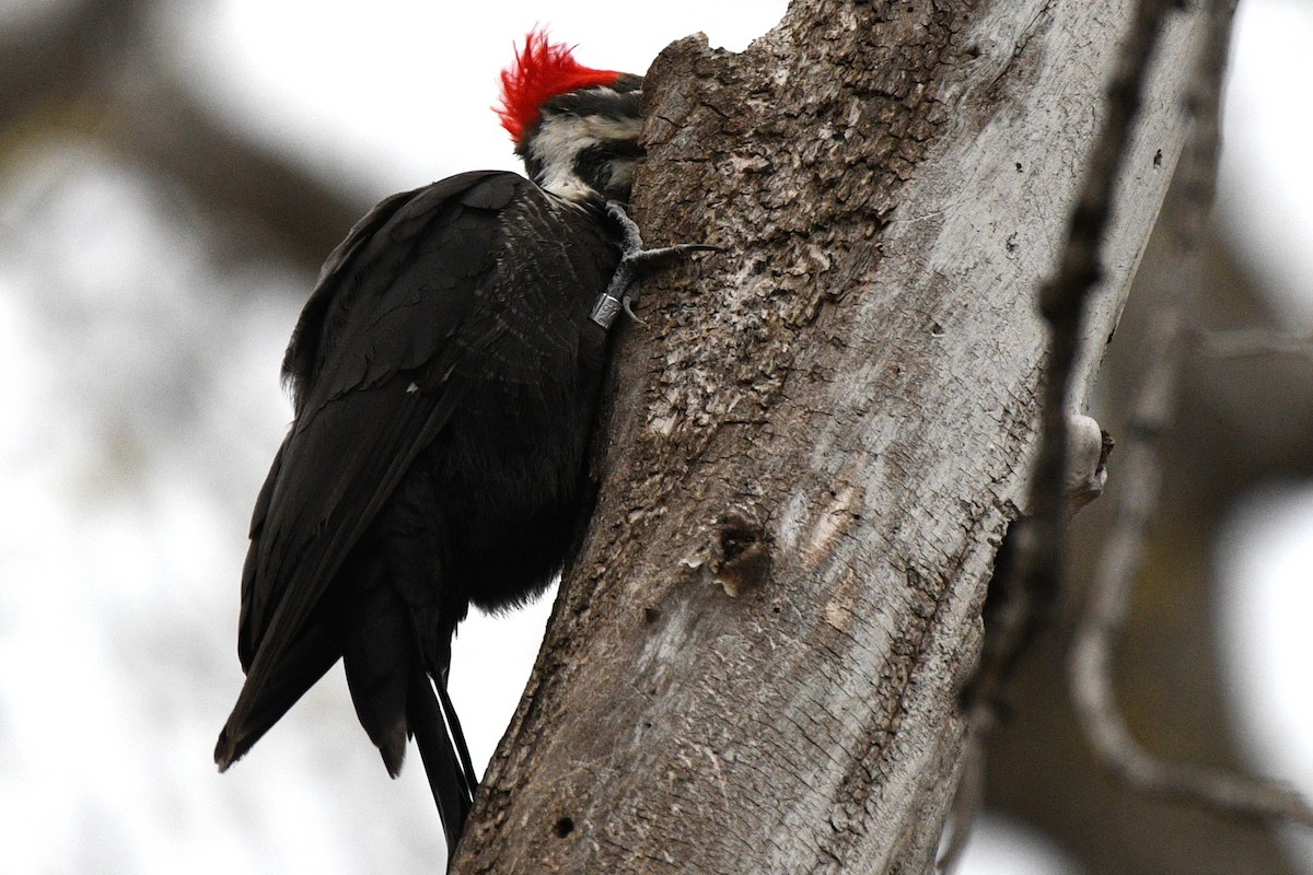 Pileated Woodpecker - ML617498224