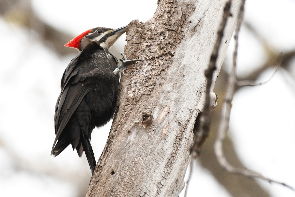 Pileated Woodpecker - ML617498225