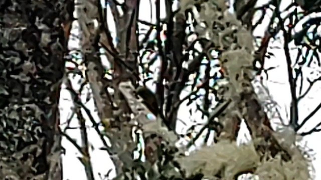 Hawaii-Sichelkleidervogel - ML617498245