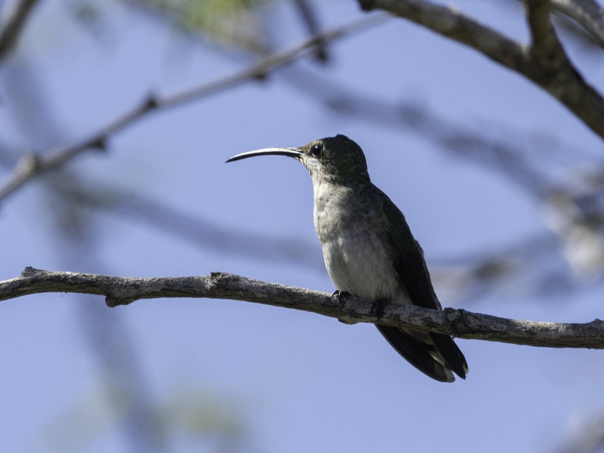 kolibřík tmavoprsý - ML617498247