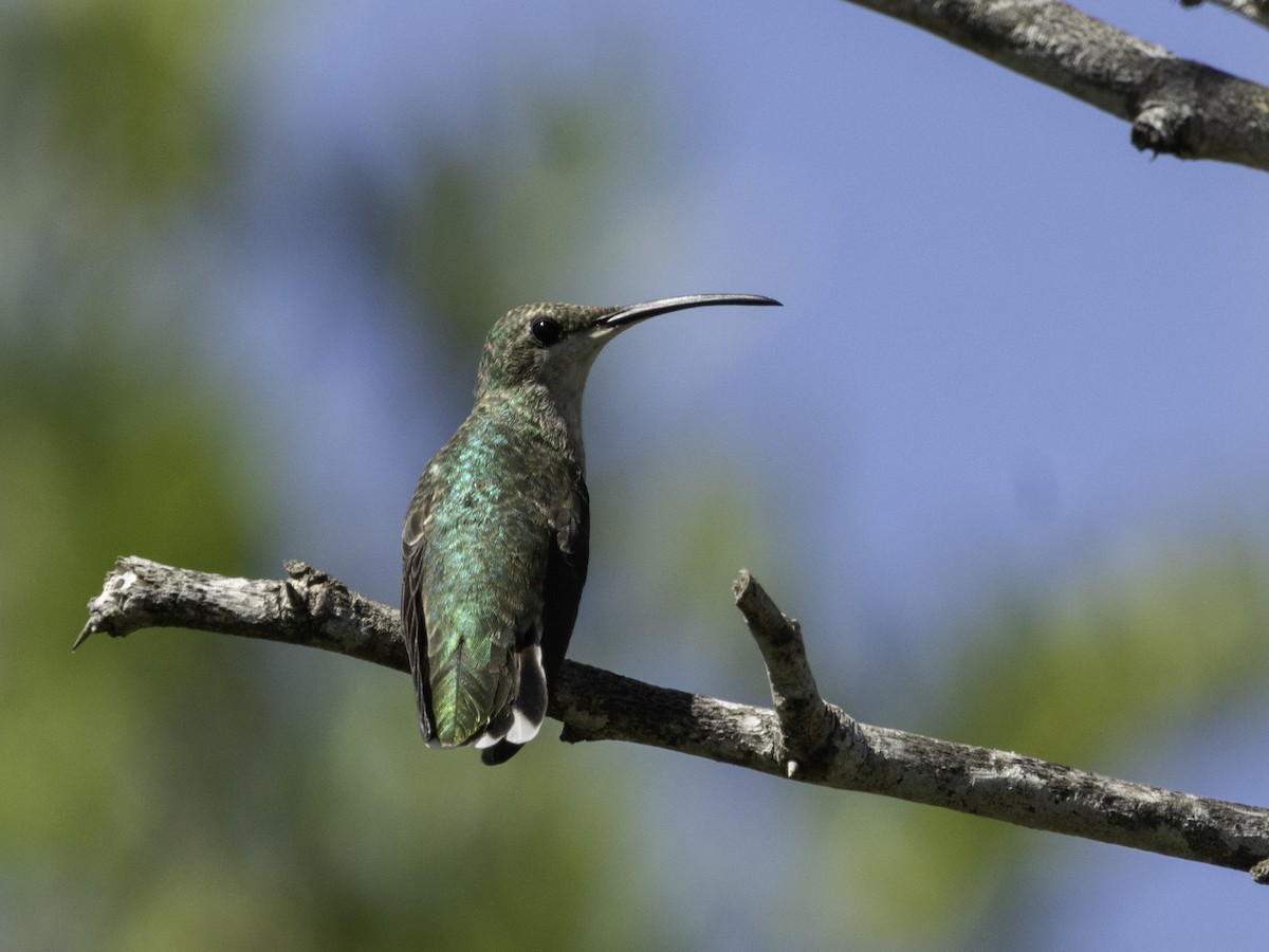 kolibřík tmavoprsý - ML617498254
