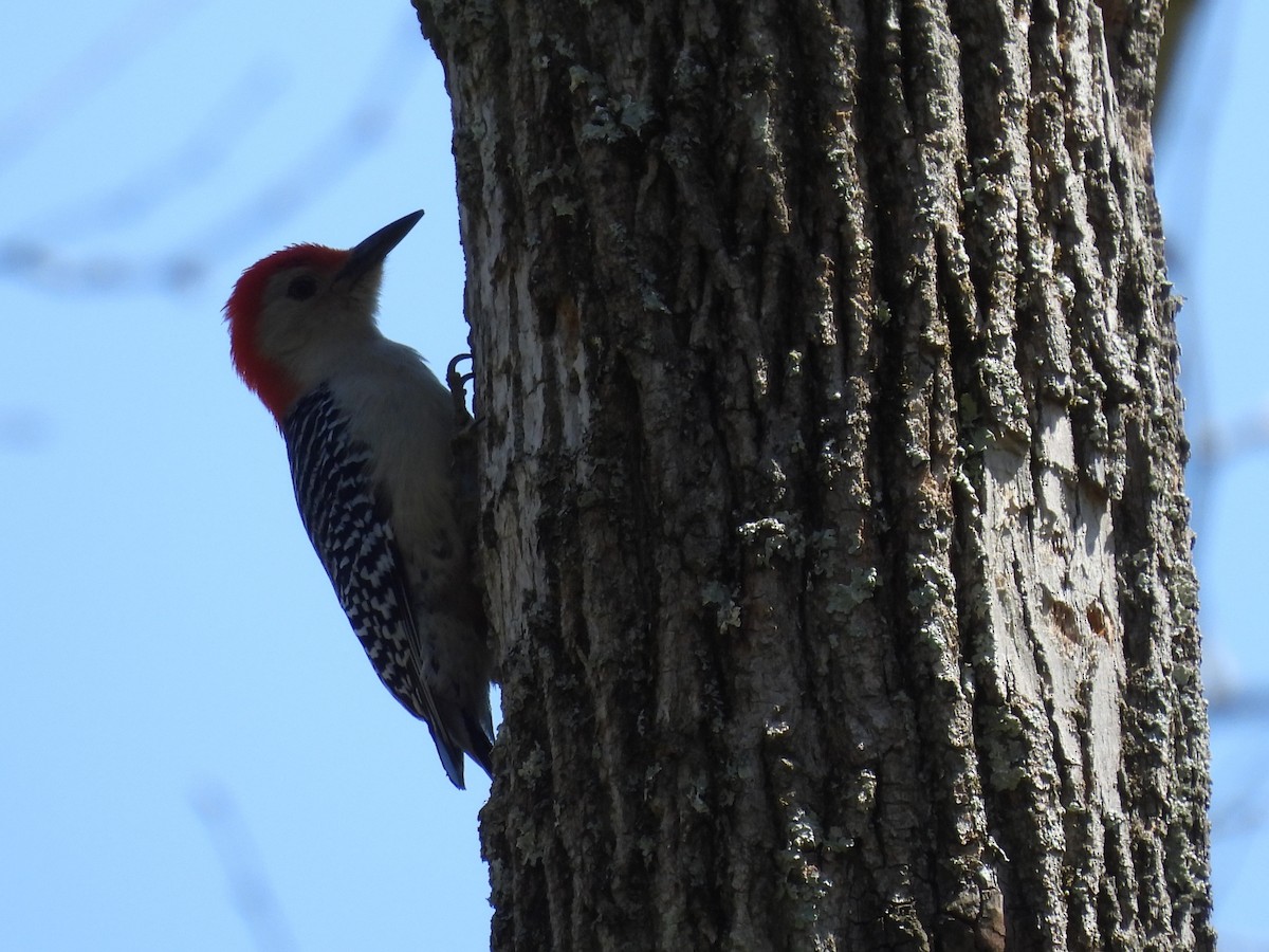 Red-bellied Woodpecker - ML617498317