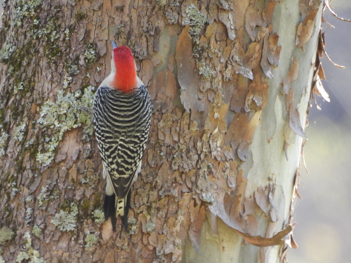 Red-bellied Woodpecker - ML617498318