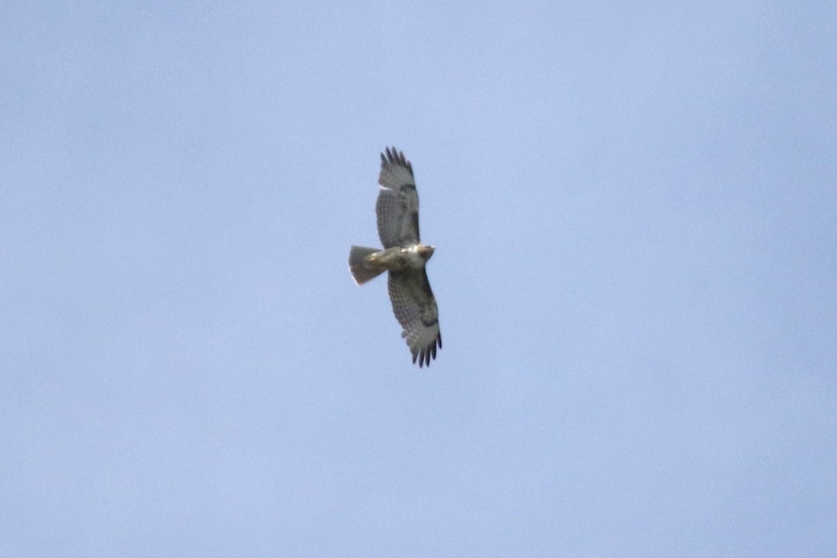 Red-tailed Hawk (calurus/alascensis) - Ryan Phillips