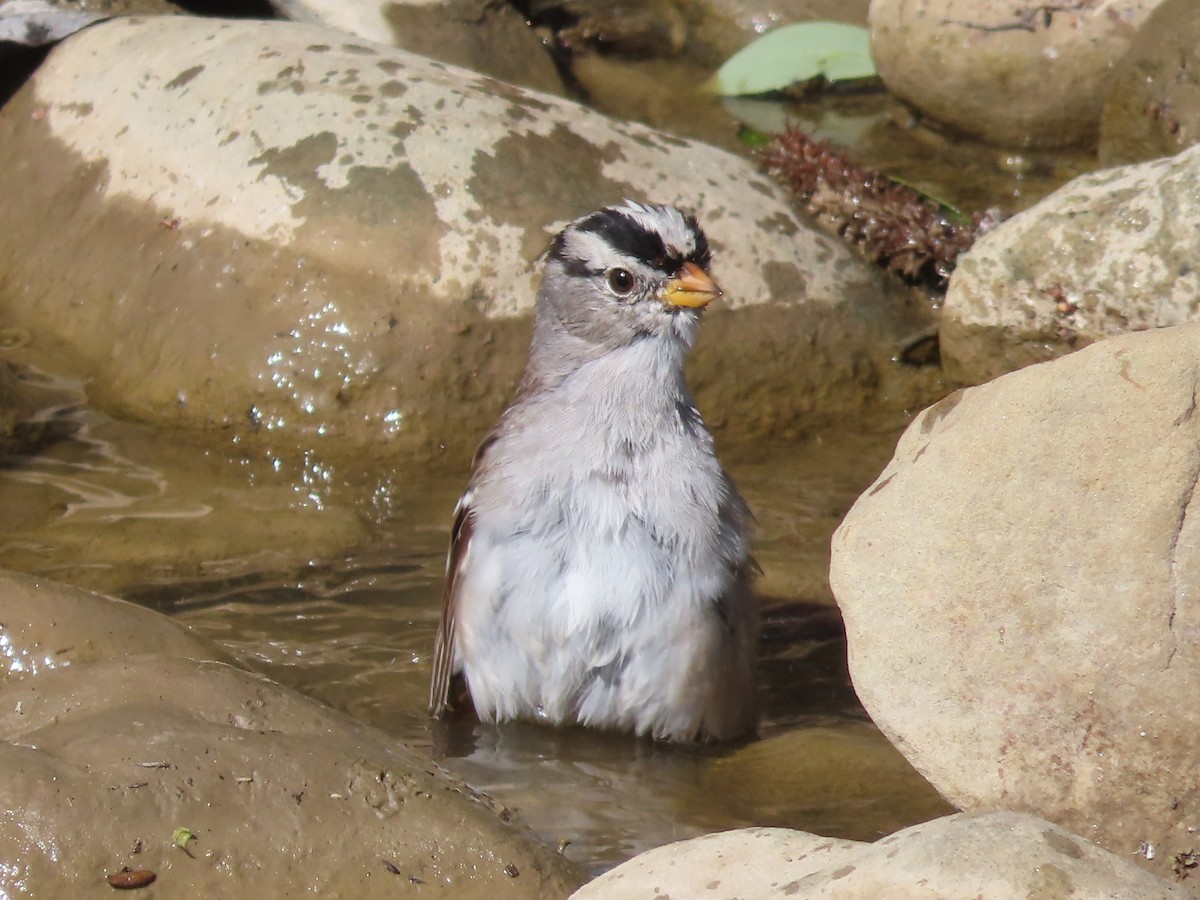White-crowned Sparrow - Tina Tan