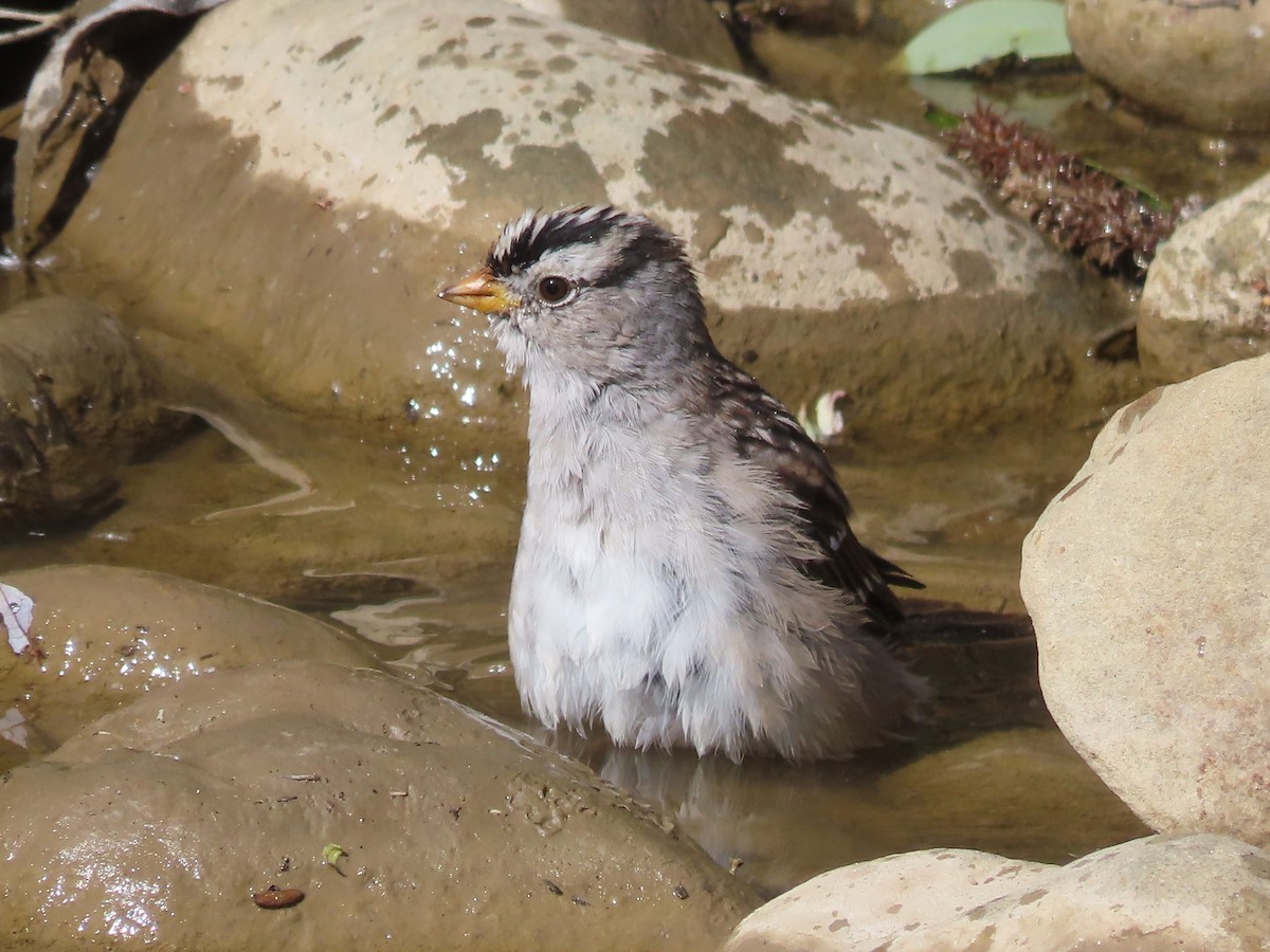 White-crowned Sparrow - ML617498393