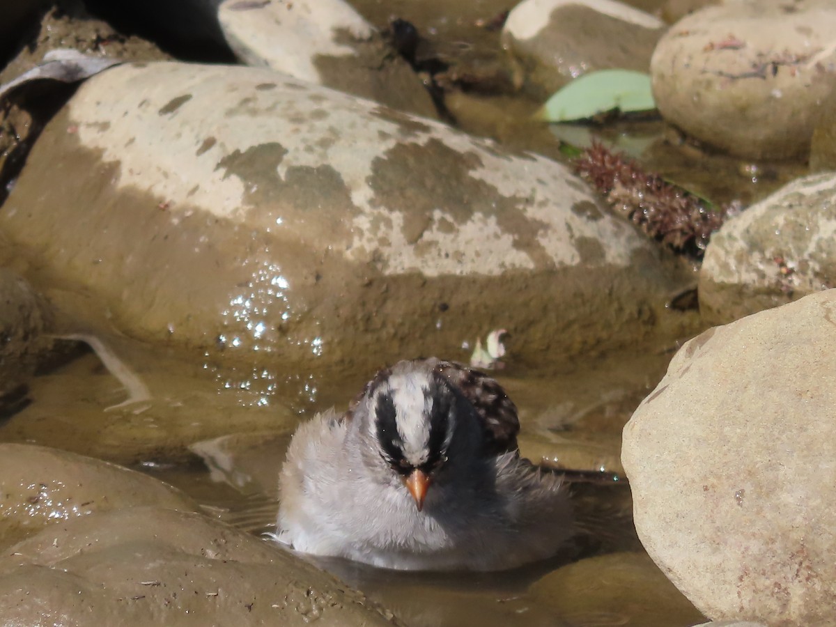 White-crowned Sparrow - ML617498394