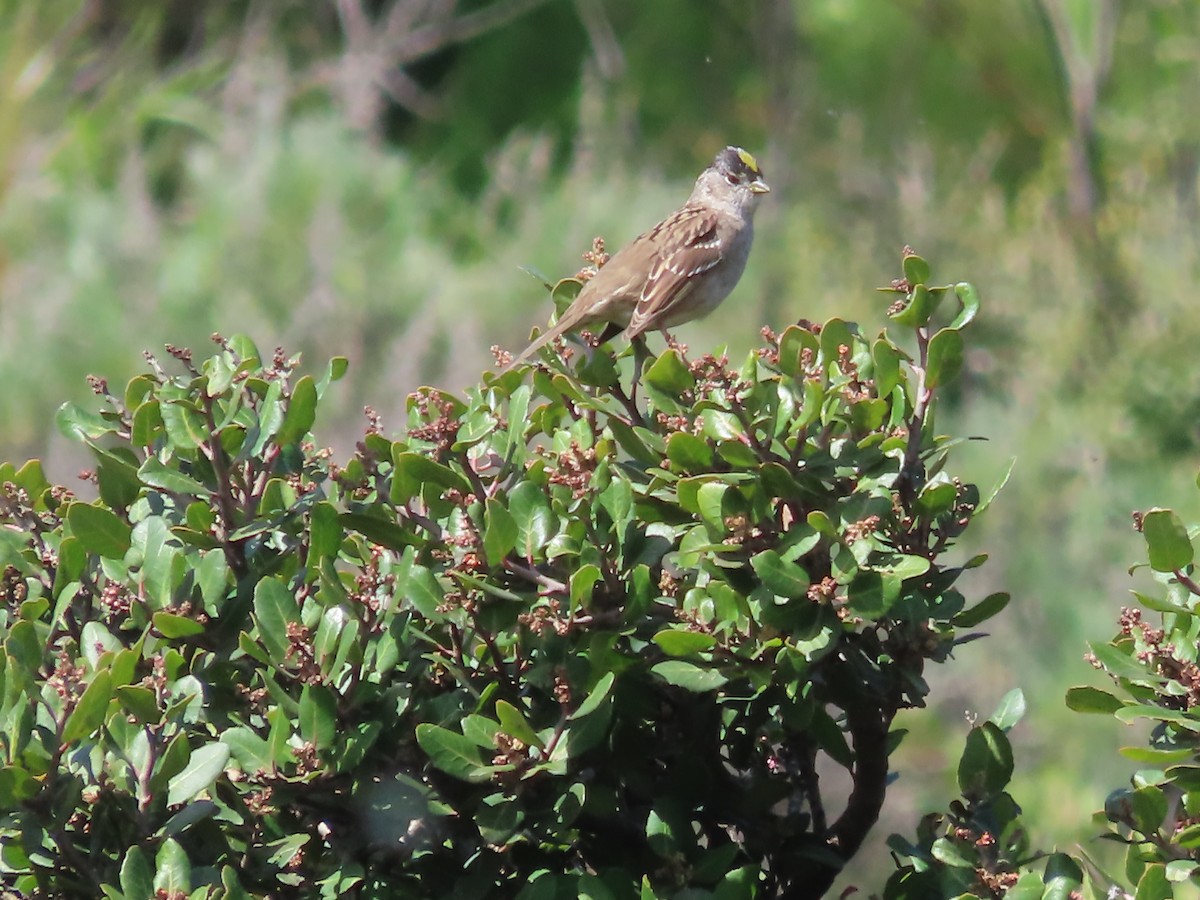 Golden-crowned Sparrow - ML617498428