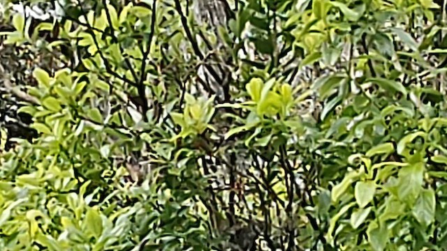 Hawaii-Akepakleidervogel - ML617498517