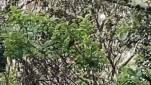 Hawaii-Akepakleidervogel - ML617498525