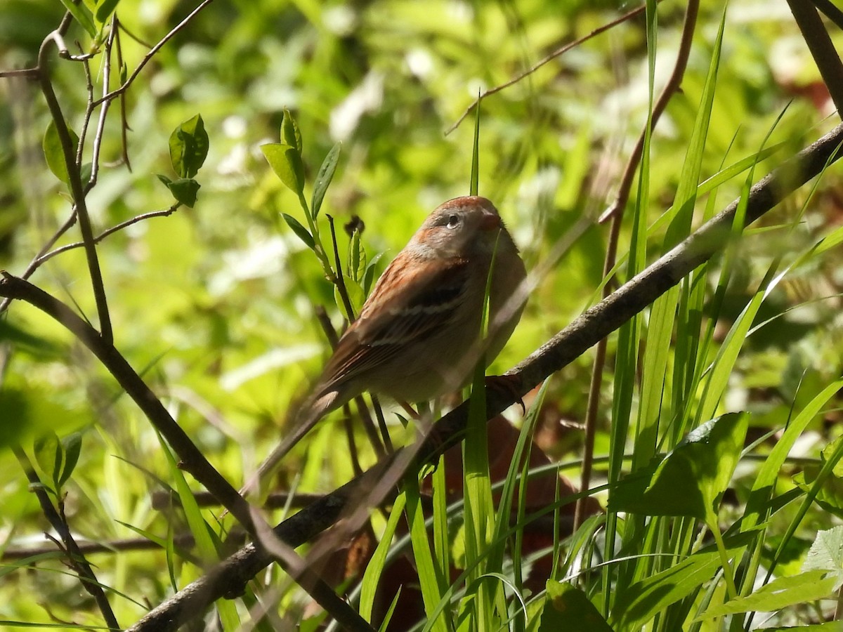 Field Sparrow - ML617498545