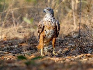 Red Goshawk - Erythrotriorchis radiatus - Birds of the World