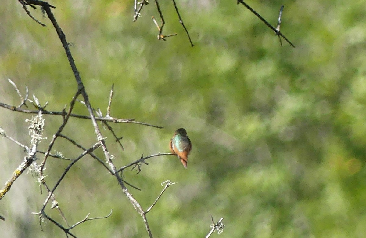 Allen's Hummingbird - ML617498586