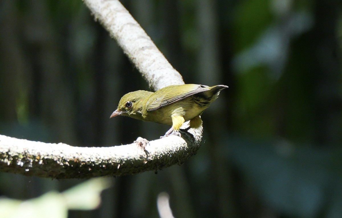 Red-capped Manakin - ML617498606