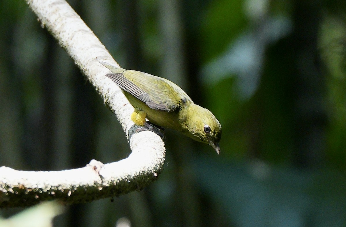 Red-capped Manakin - ML617498607