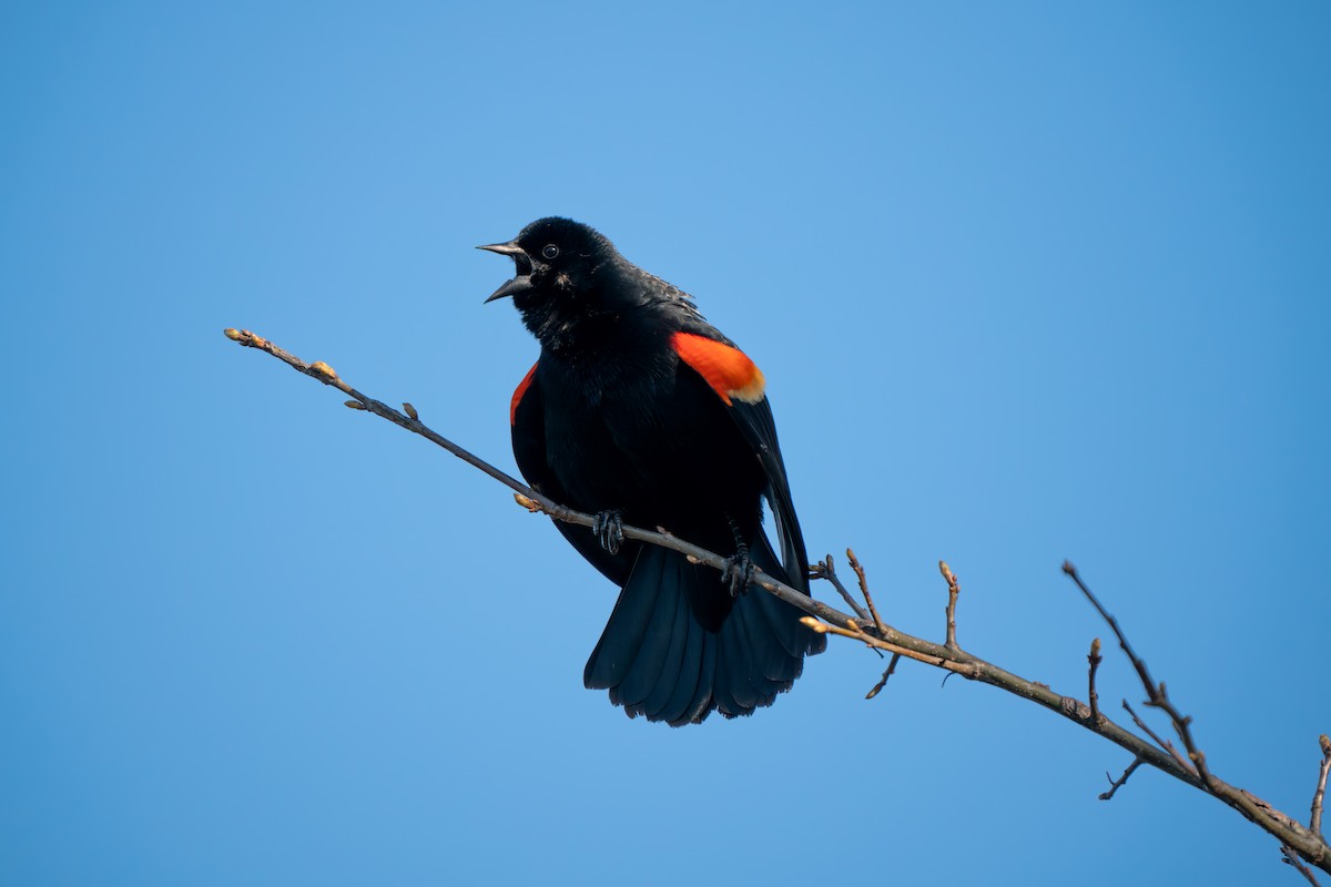 Red-winged Blackbird - ML617498619