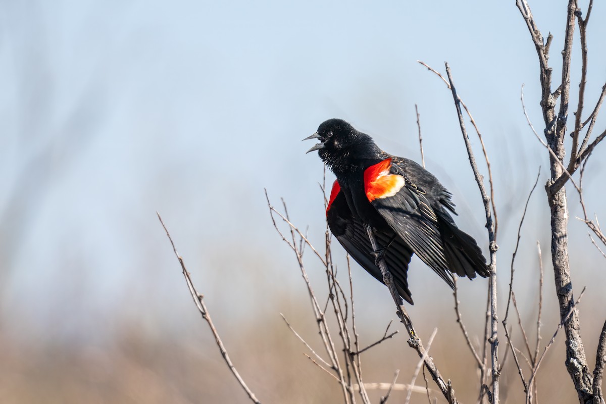 Red-winged Blackbird - Matt Saunders