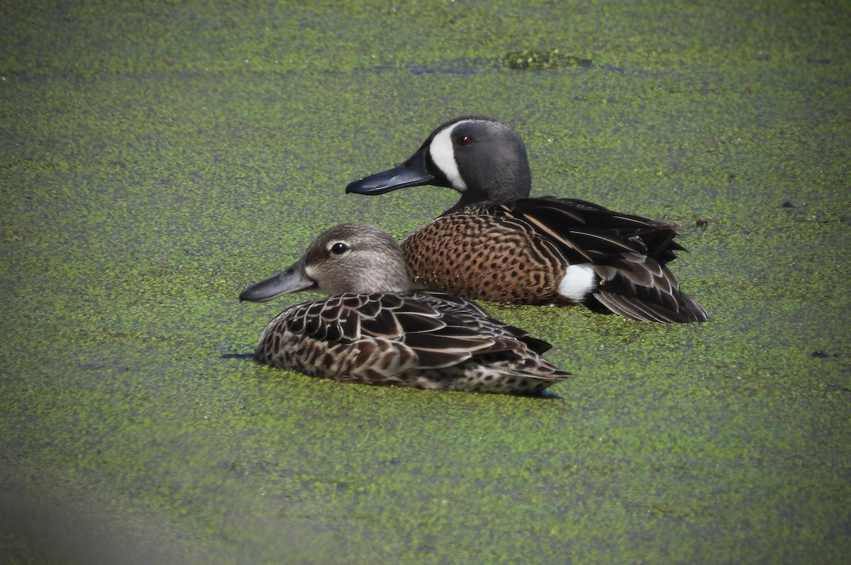 Blue-winged Teal - ML617498650