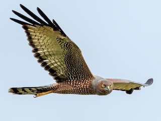  - Spotted Harrier