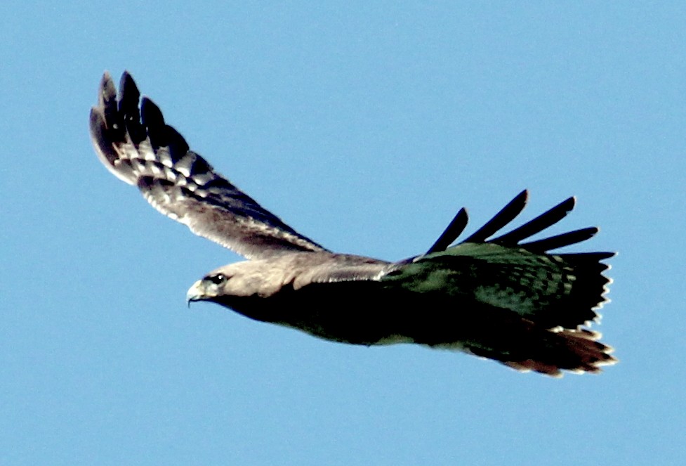 Red-tailed Hawk - ML617498830