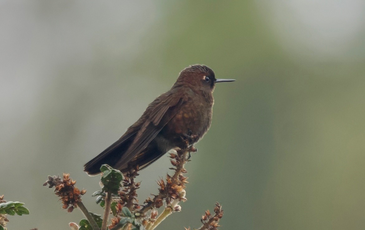 kolibřík myrtový - ML617498834