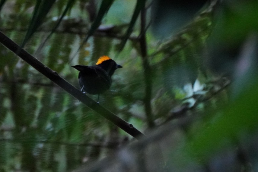 Tawny-crested Tanager - ML617498922