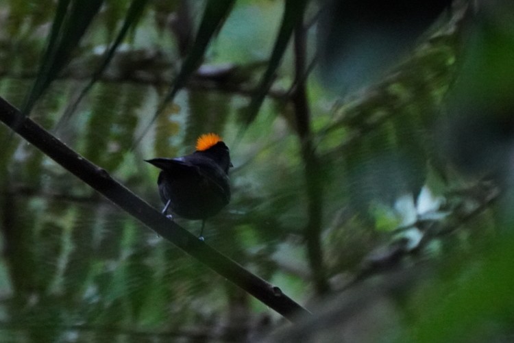 Tawny-crested Tanager - ML617498923