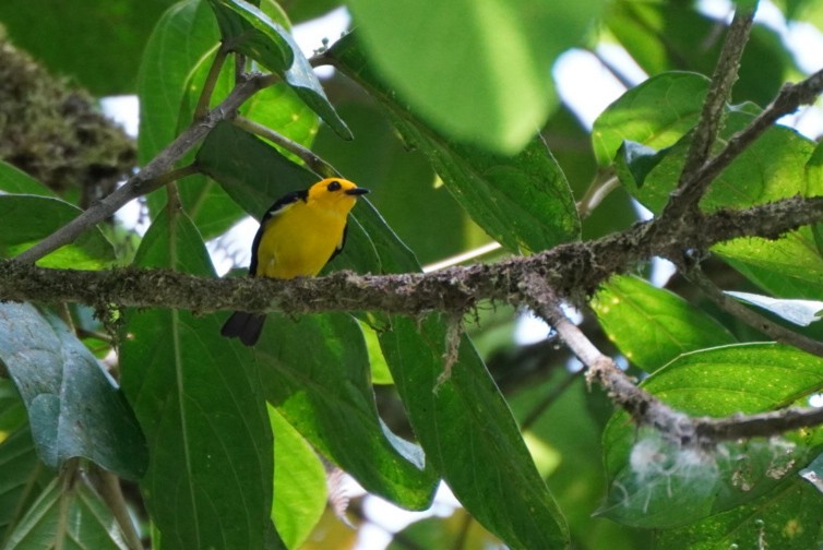 Black-and-yellow Tanager - ML617498934