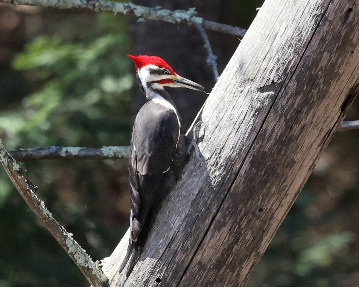 Pileated Woodpecker - ML617498985
