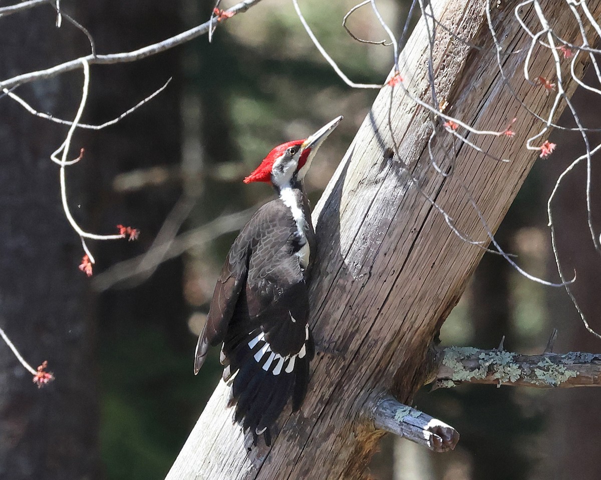 Pileated Woodpecker - ML617498986