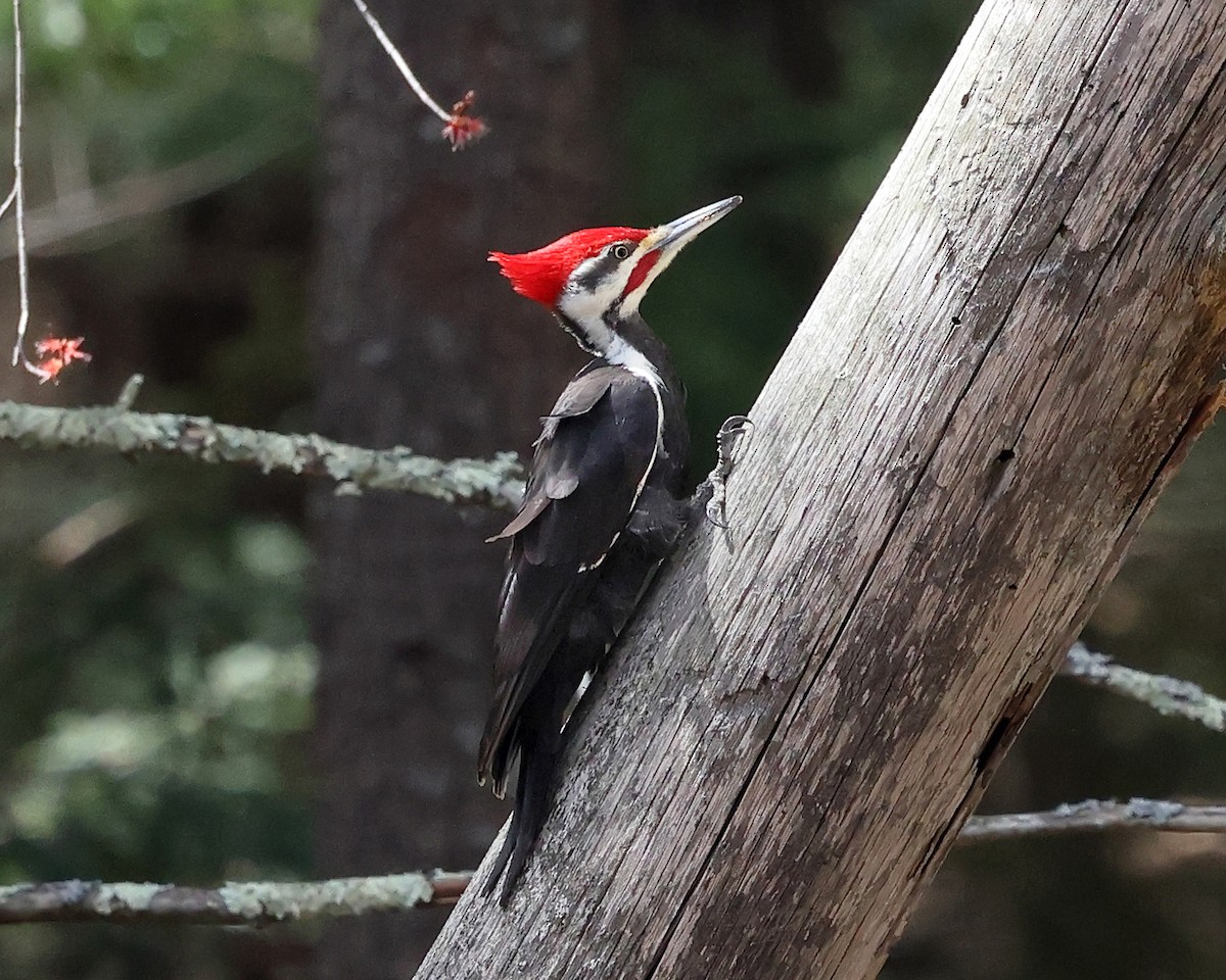 Pileated Woodpecker - ML617498988