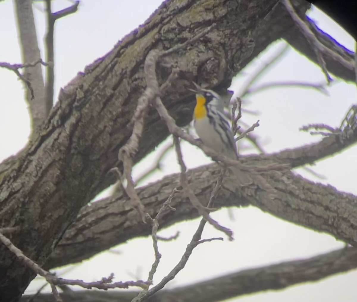Yellow-throated Warbler - ML617499025