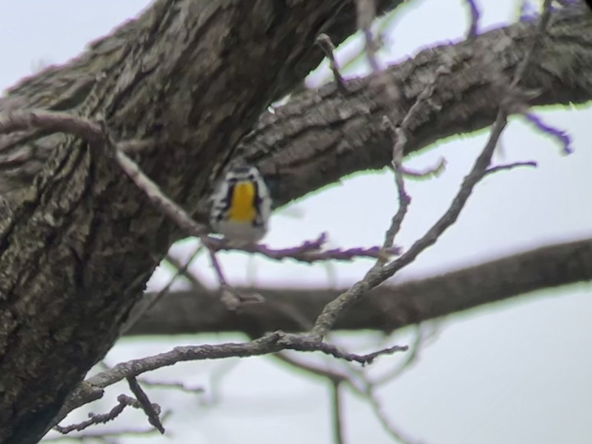 Yellow-throated Warbler - ML617499026