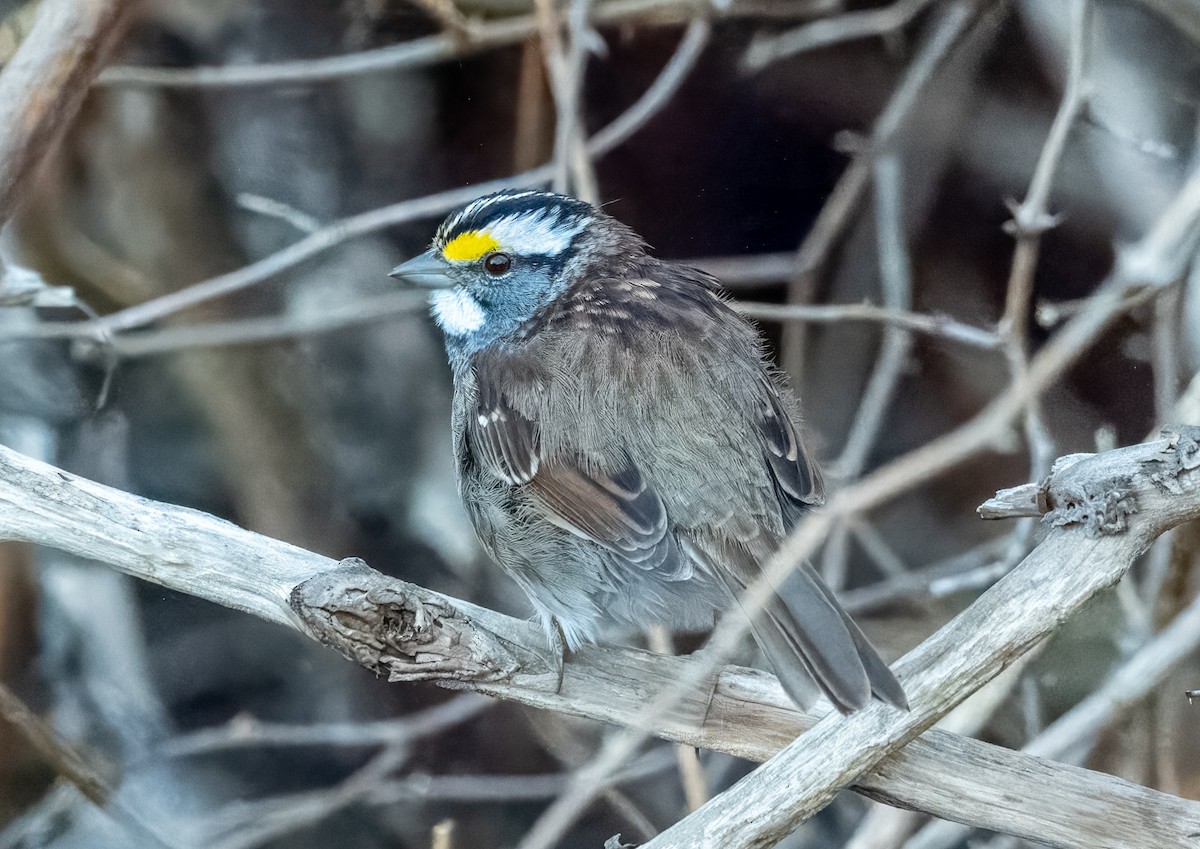 White-throated Sparrow - ML617499057