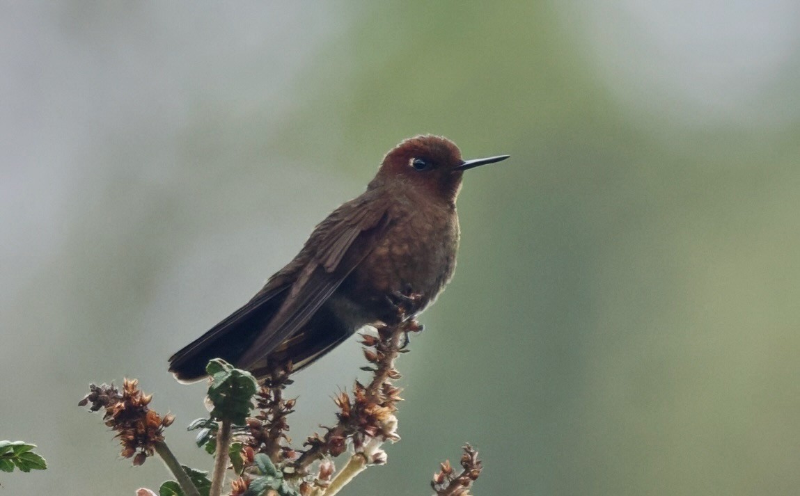 kolibřík myrtový - ML617499105
