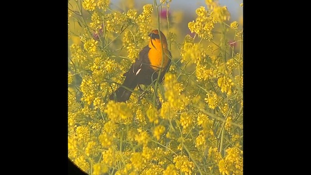 Yellow-headed Blackbird - ML617499130