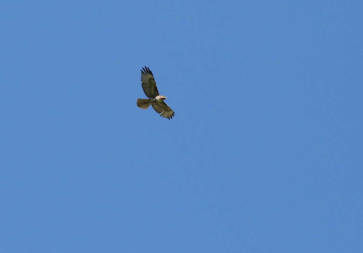 Red-tailed Hawk - ML617499211