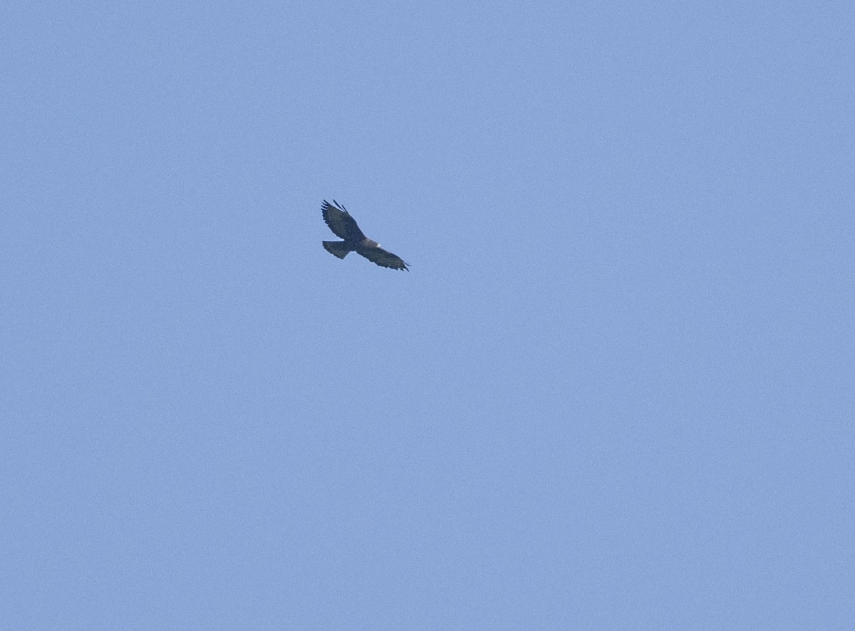 Short-tailed Hawk - ML617499261