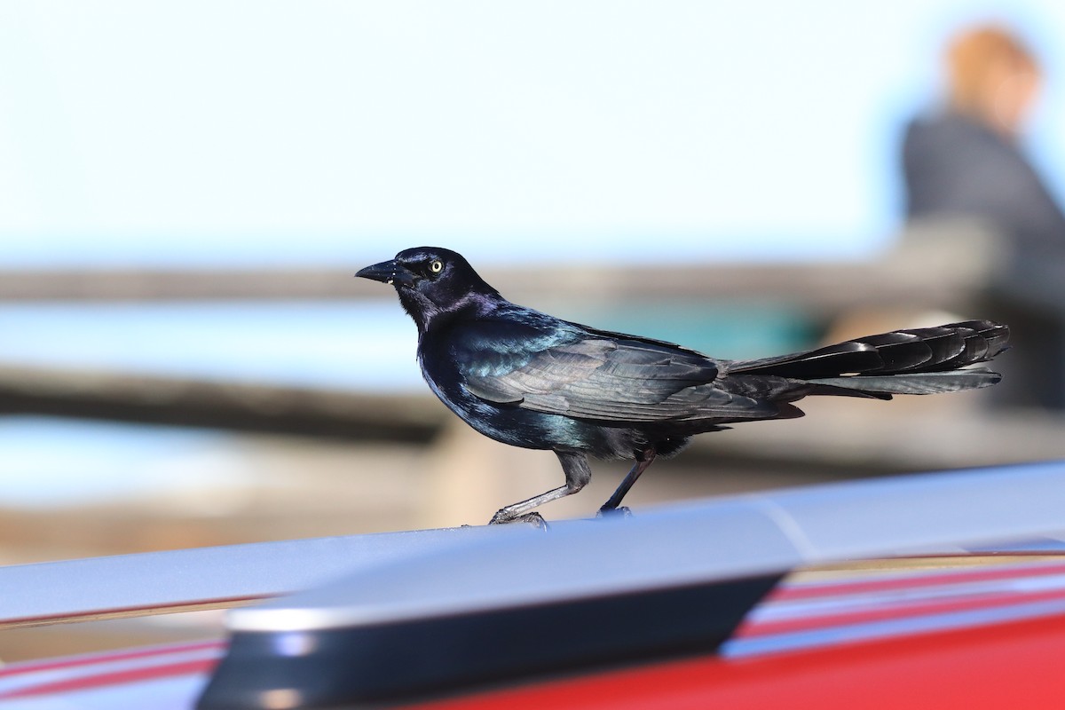 Boat-tailed Grackle - ML617499287