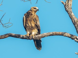 - Gurney's Eagle