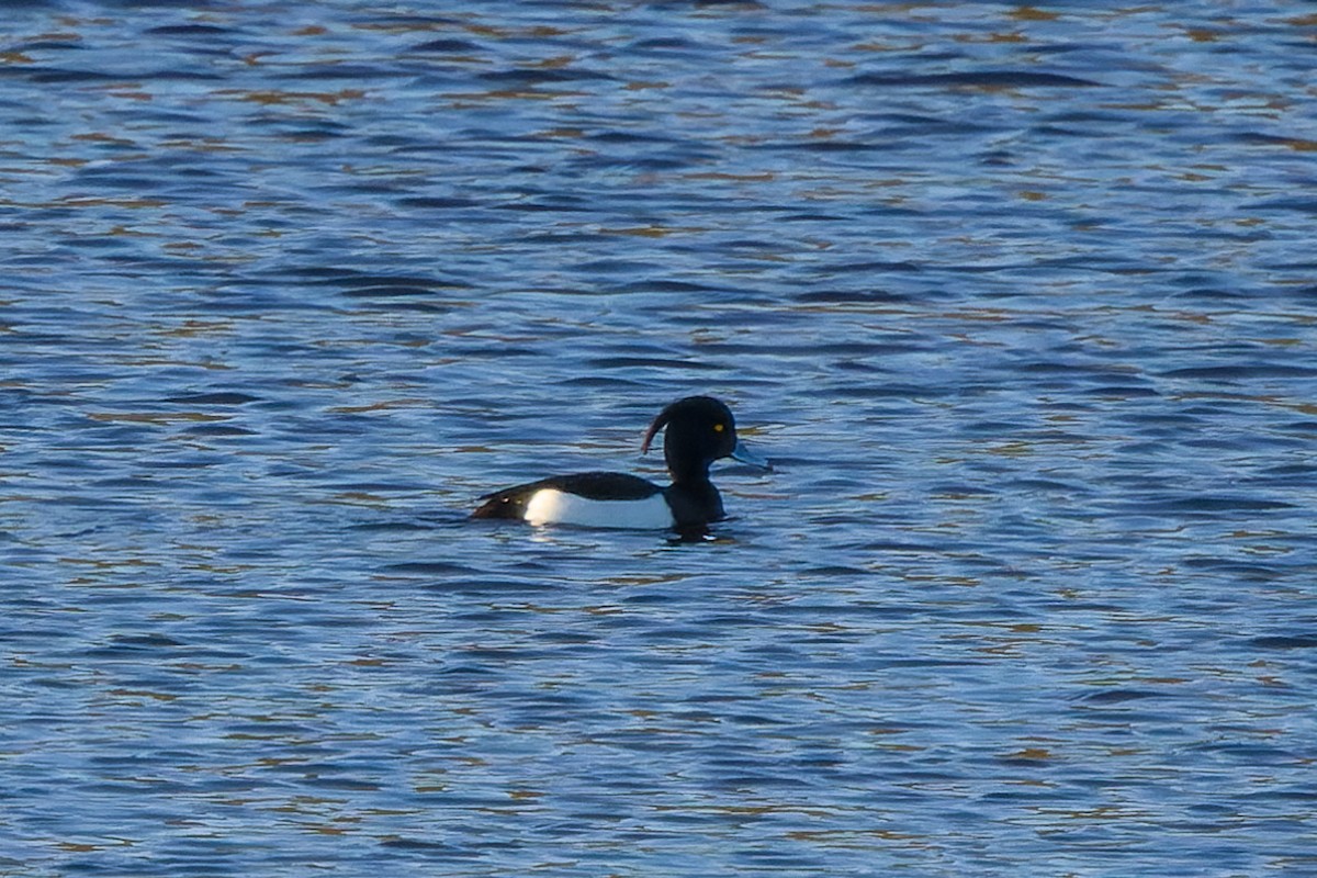 Tufted Duck - ML617499370