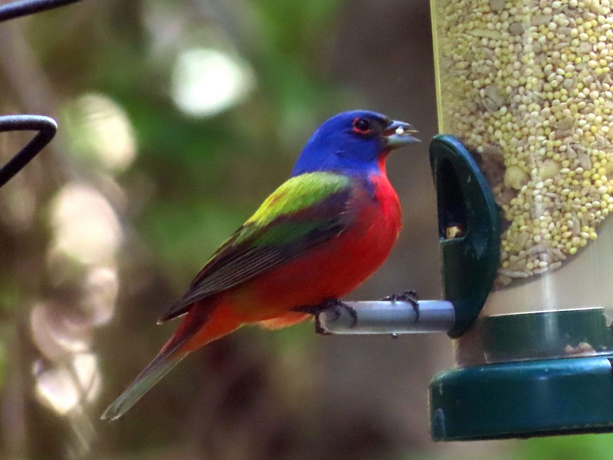 Painted Bunting - ML617499417