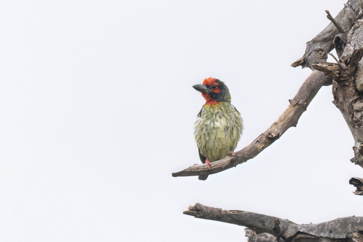 Coppersmith Barbet - Andreas Heikaus