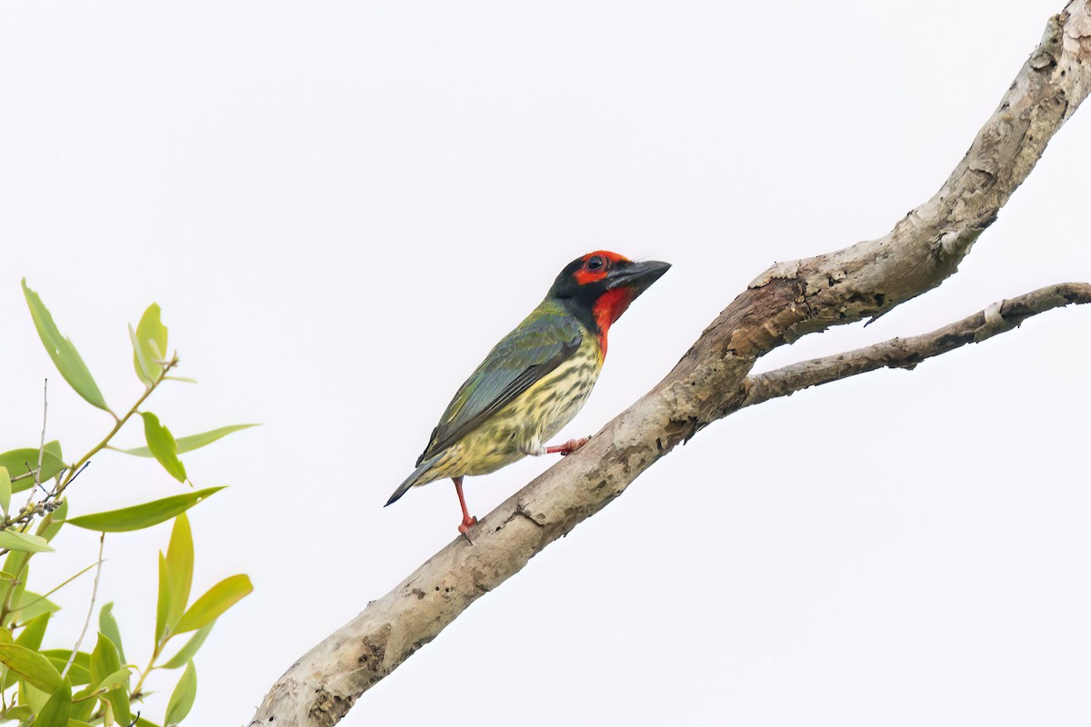 Coppersmith Barbet - Andreas Heikaus