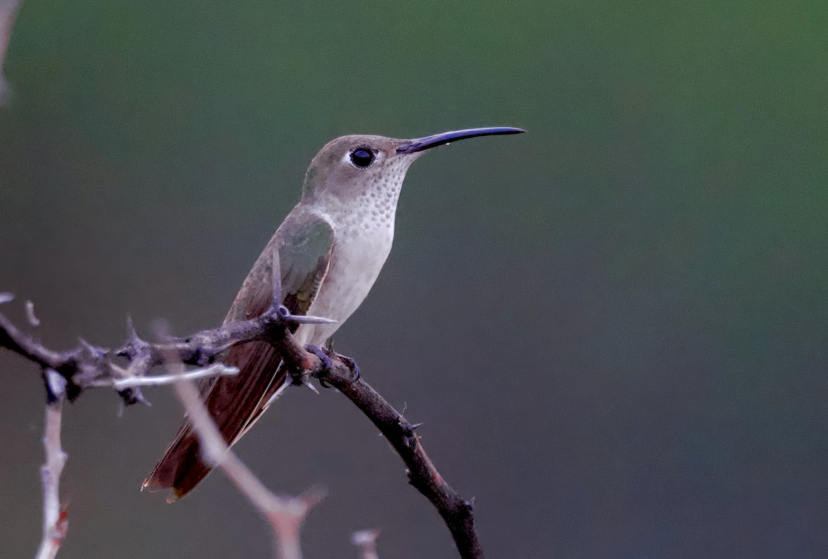 Spot-throated Hummingbird - Ken Rosenberg